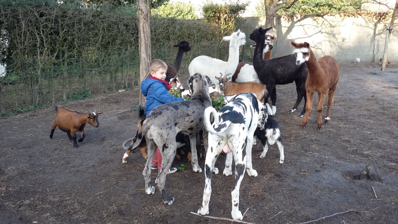 duitse doggen op de boerderij met kleuter
